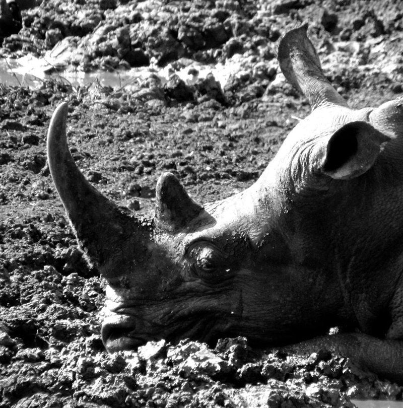 Hluhluwe Imfolozi Gate Camp Hluhluwe Imfolozi Park Kwazulu Natal South Africa Colorless, Black And White, Rhino, Mammal, Animal, Herbivore