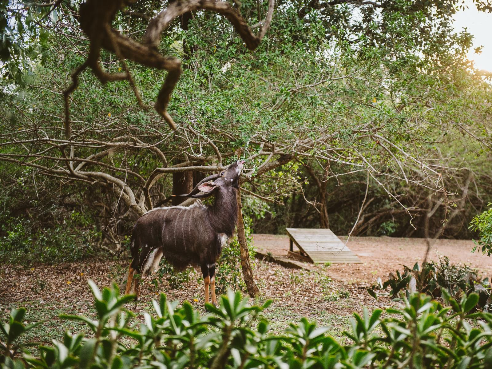 Hluhluwe River Lodge Hluhluwe Kwazulu Natal South Africa Water Buffalo, Mammal, Animal, Herbivore