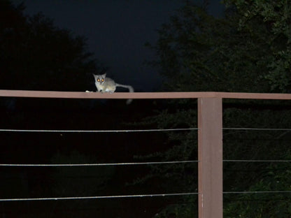 Hoedspruit Wildlife Estate Indlovu Lodge Hoedspruit Limpopo Province South Africa Dark, Cat, Mammal, Animal, Pet