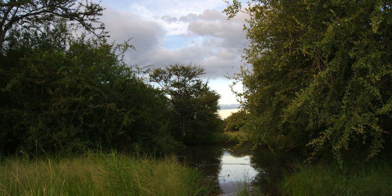 Hoedspruit Wildlife Estate Guesthouse Hoedspruit Limpopo Province South Africa River, Nature, Waters, Tree, Plant, Wood