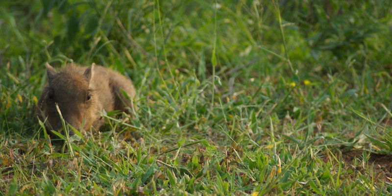 Hoedspruit Wildlife Estate Guesthouse Hoedspruit Limpopo Province South Africa Prairie Dog, Mammal, Animal, Rodent