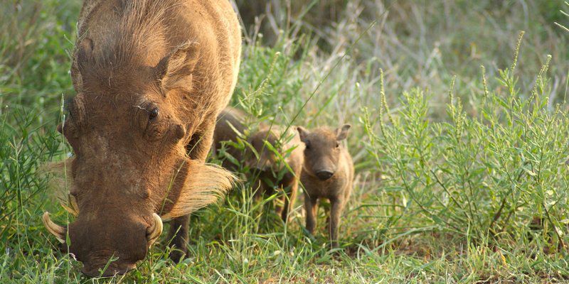 Hoedspruit Wildlife Estate Guesthouse Hoedspruit Limpopo Province South Africa Animal