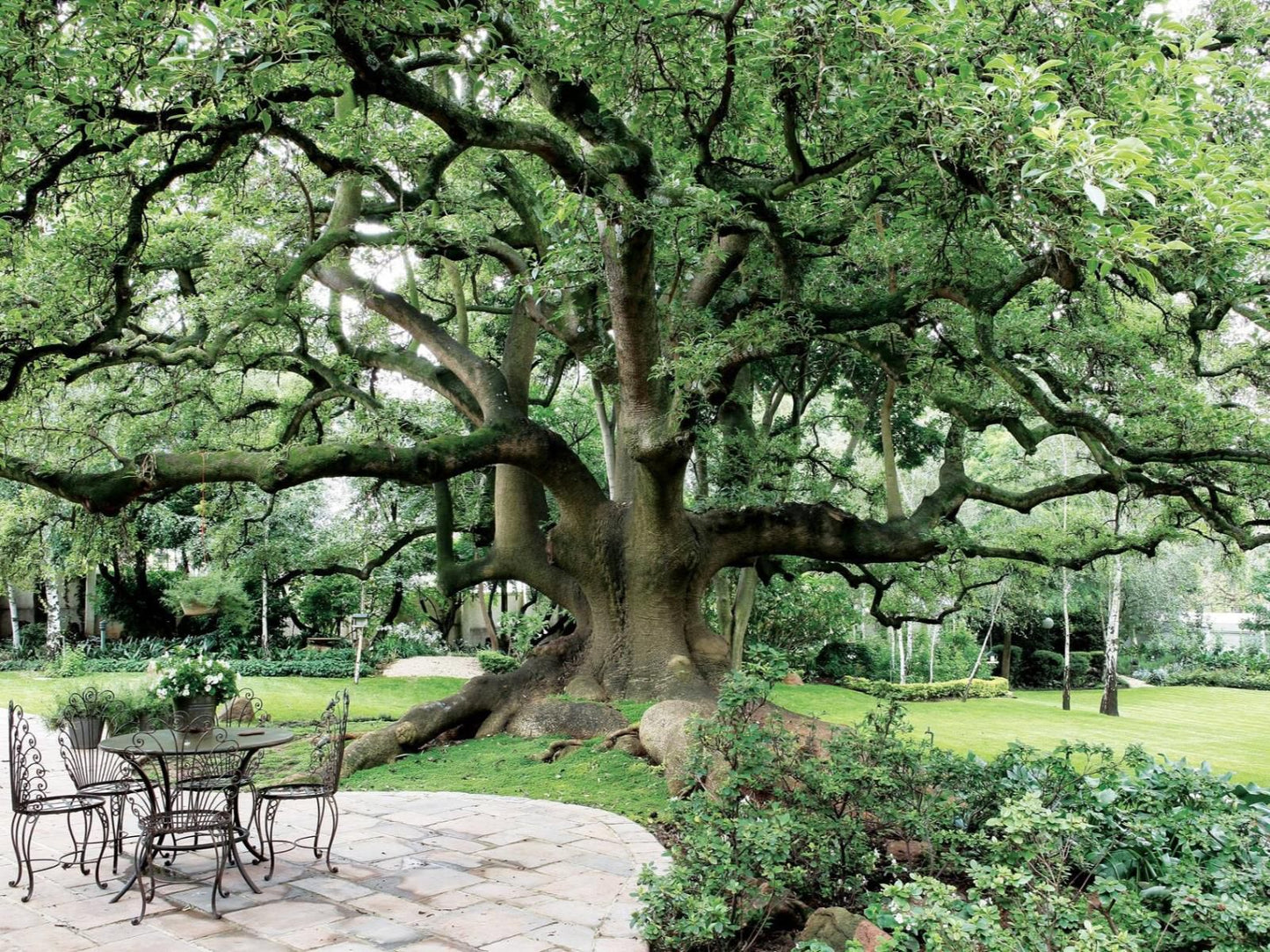 Hoeveld House Sandton Johannesburg Gauteng South Africa Plant, Nature, Tree, Wood