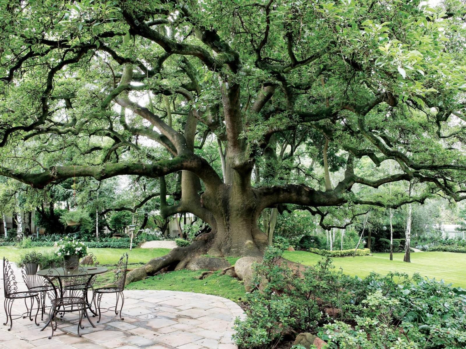 Hoeveld House Sandton Johannesburg Gauteng South Africa Plant, Nature, Tree, Wood