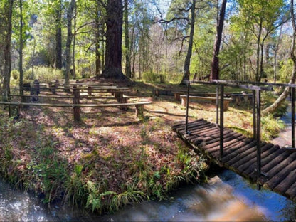 Hogsback Inn Hogsback Eastern Cape South Africa Forest, Nature, Plant, Tree, Wood, River, Waters