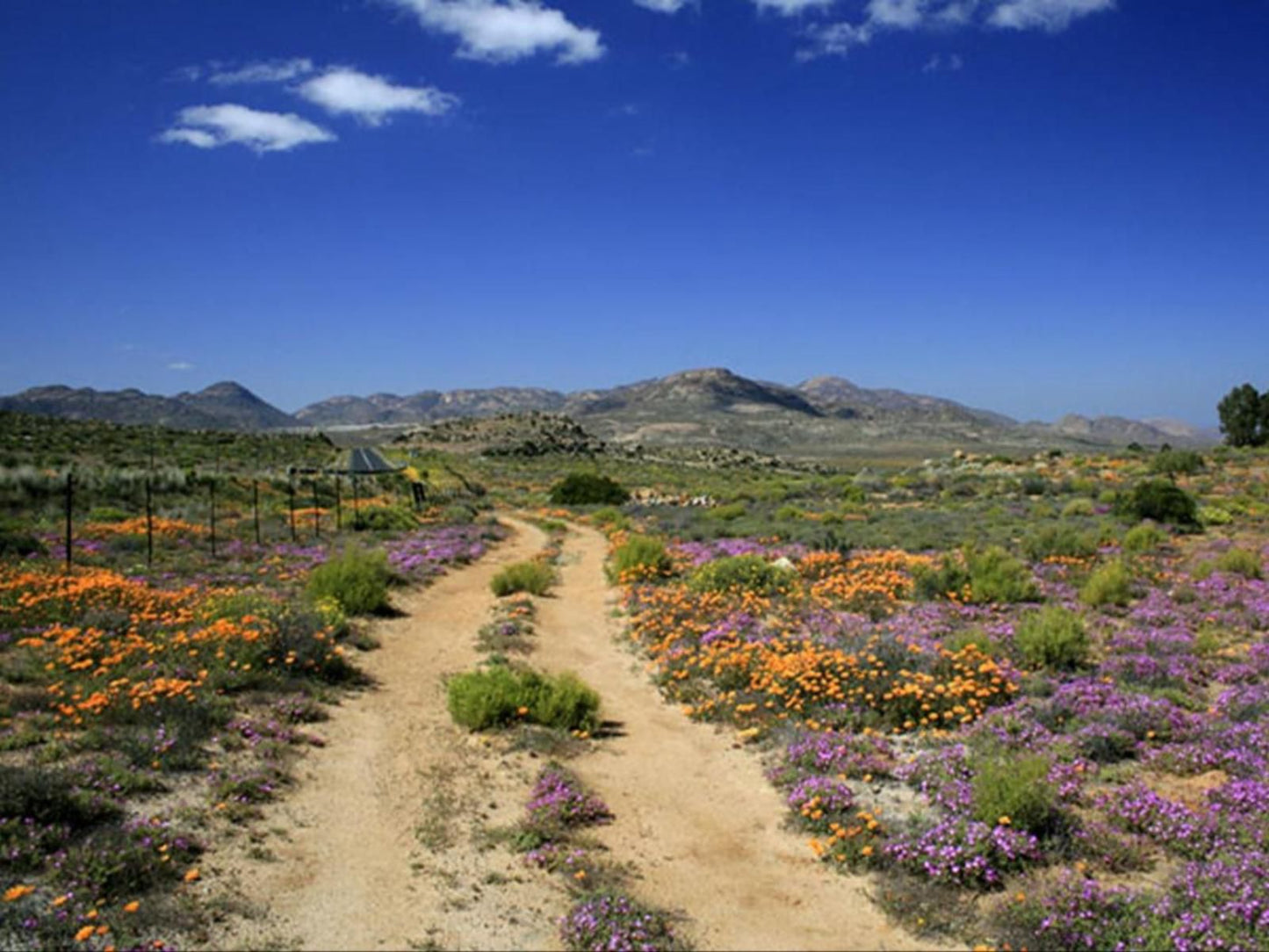 Home Sweet Home Springbok Northern Cape South Africa Complementary Colors, Plant, Nature