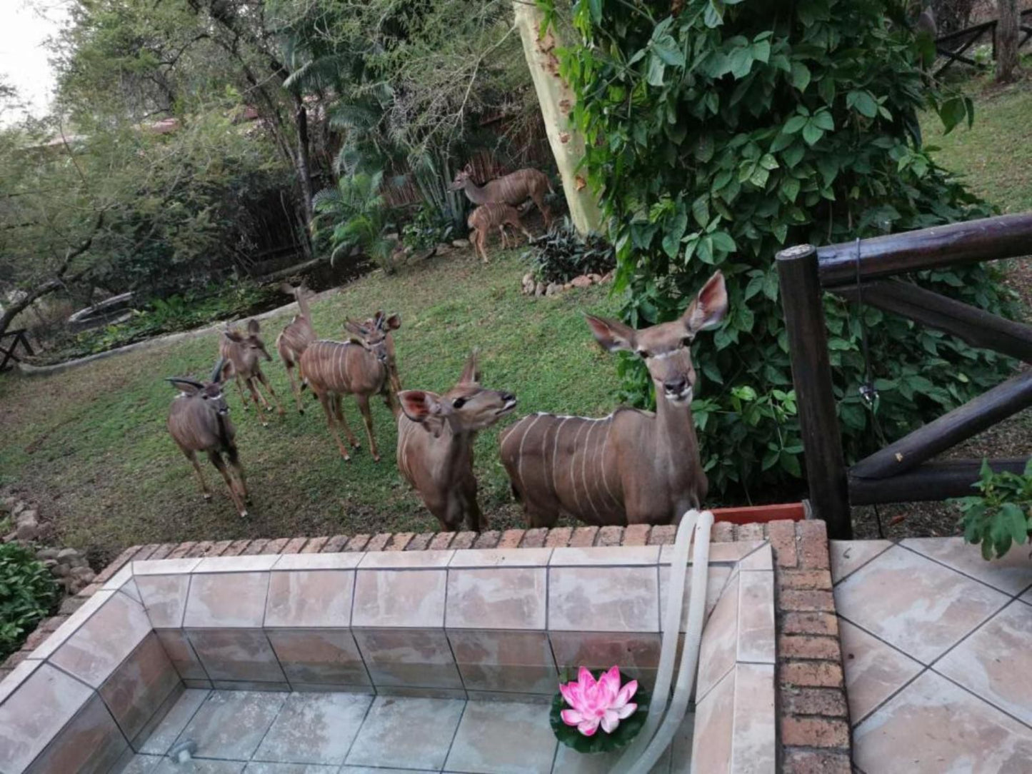 Homebase Kruger Marloth Park Mpumalanga South Africa Deer, Mammal, Animal, Herbivore