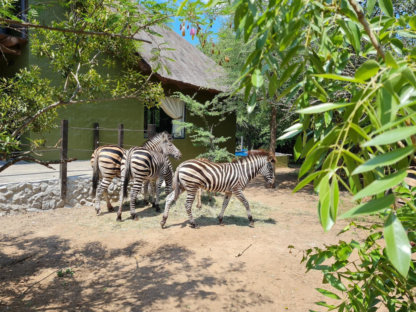 Honey Badger Safari House Marloth Park Mpumalanga South Africa Zebra, Mammal, Animal, Herbivore