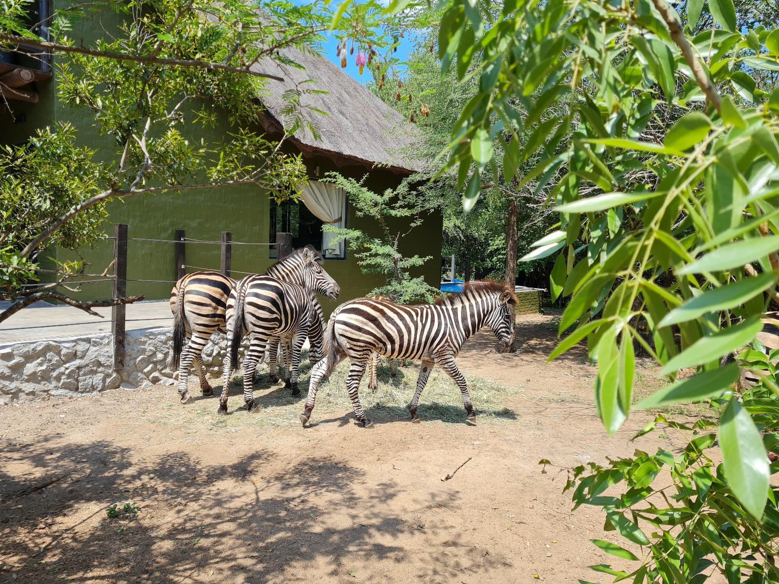 Honey Badger Safari House Marloth Park Mpumalanga South Africa Zebra, Mammal, Animal, Herbivore