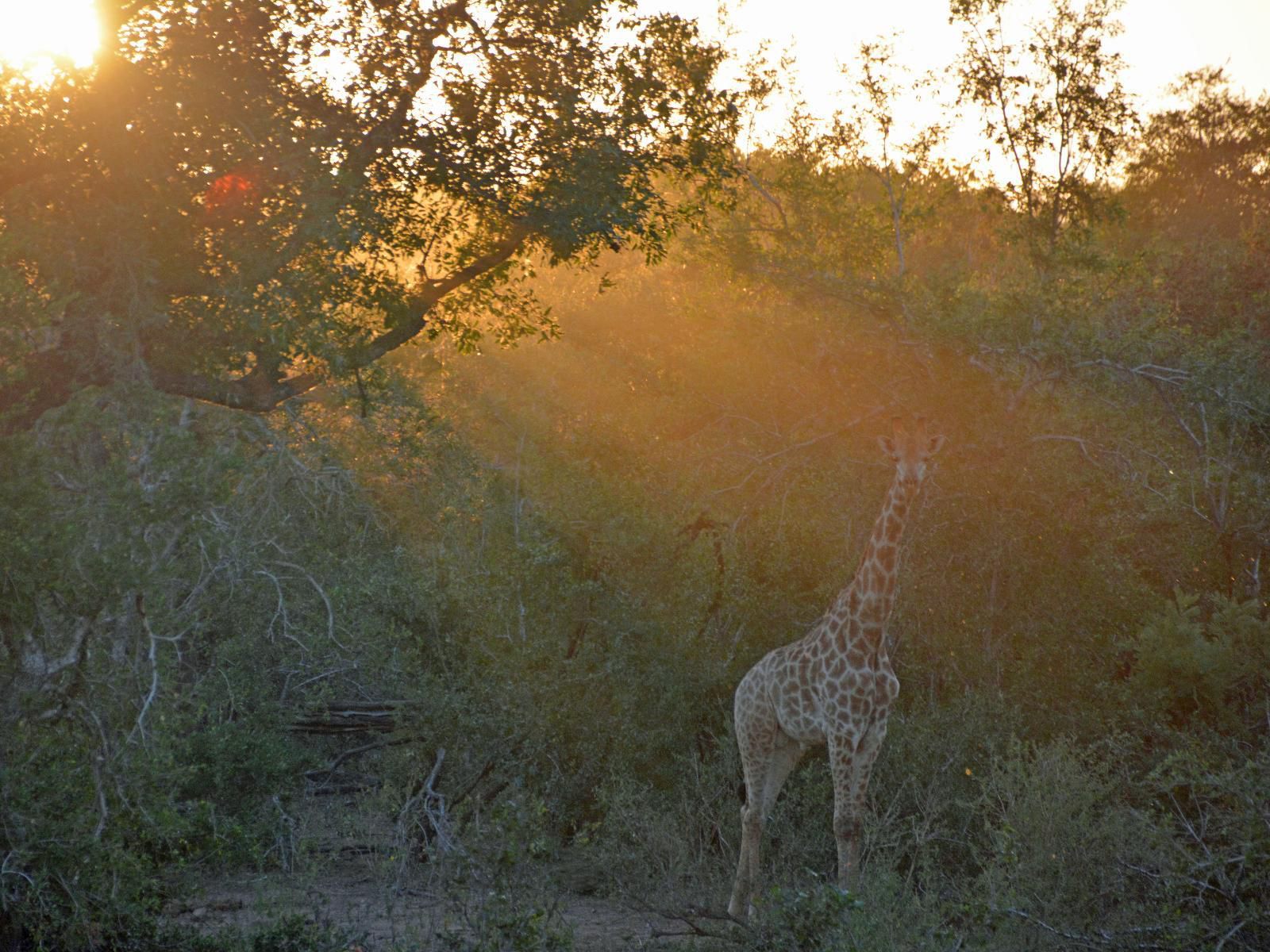 Honey Badger Safari House Marloth Park Mpumalanga South Africa Giraffe, Mammal, Animal, Herbivore