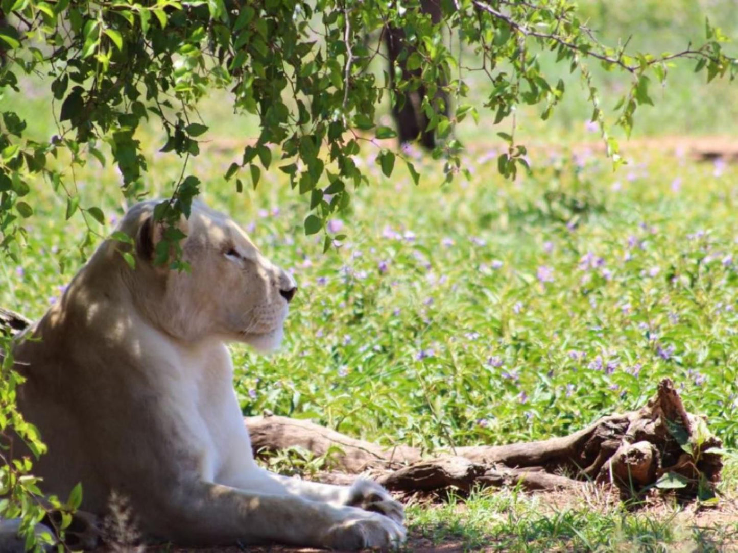 Honey Lodge Dinokeng Game Reserve Gauteng South Africa Lion, Mammal, Animal, Big Cat, Predator