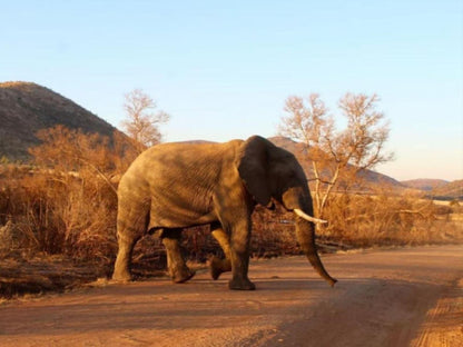 Honey Lodge Dinokeng Game Reserve Gauteng South Africa Complementary Colors, Colorful, Elephant, Mammal, Animal, Herbivore