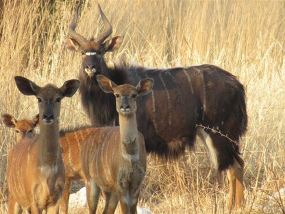 Honey Nest Resort Rustenburg North West Province South Africa Animal