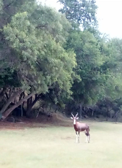 Honey Nest Resort Rustenburg North West Province South Africa Deer, Mammal, Animal, Herbivore