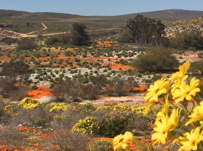 Honnehokke Resort Hondeklipbaai Northern Cape South Africa Plant, Nature