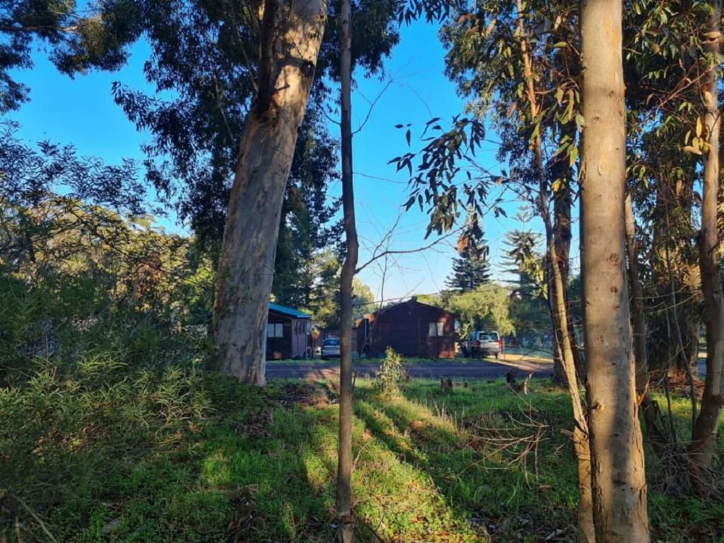 Hoogelands Cabins, Tree, Plant, Nature, Wood