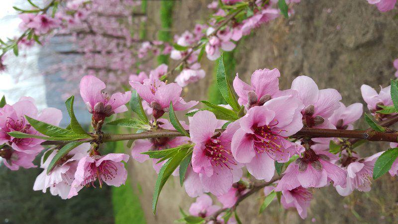 Hoogwater Farmhouse Wolseley Western Cape South Africa Blossom, Plant, Nature, Flower