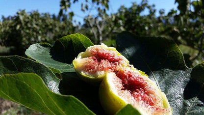 Hoogwater Farmhouse Wolseley Western Cape South Africa Food, Fruit