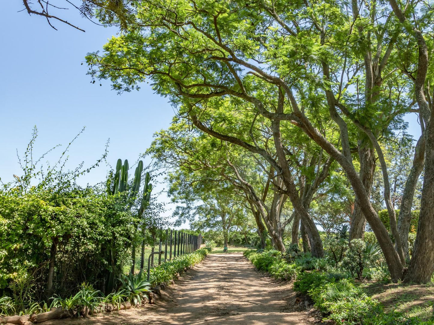 Hopefield Bnb Sunland Eastern Cape South Africa Complementary Colors, Plant, Nature, Garden