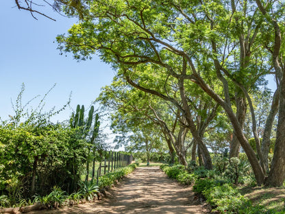 Hopefield Bnb Sunland Eastern Cape South Africa Complementary Colors, Plant, Nature, Garden