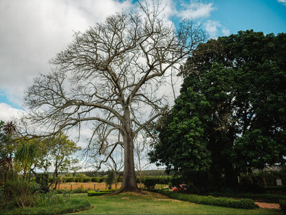 Hopefield Guesthouse-Addo, Plant, Nature, Tree, Wood