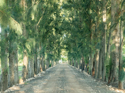 Hopefield Guesthouse-Addo, Forest, Nature, Plant, Tree, Wood, Street