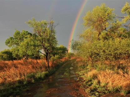 Horizon Savannah, Rainbow, Nature, Tree, Plant, Wood