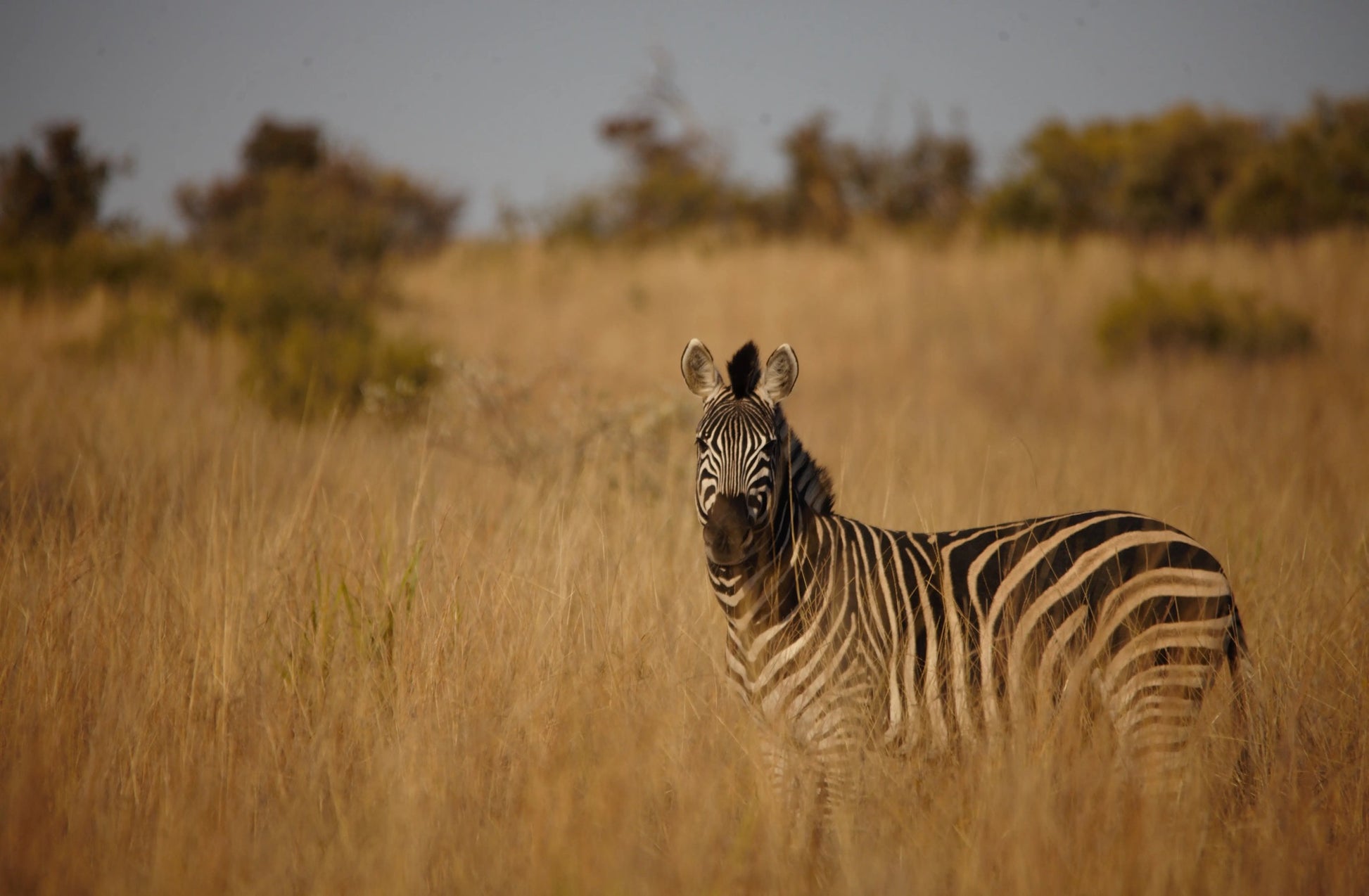 Horizon Savannah Chalets Dinokeng Gauteng South Africa Zebra, Mammal, Animal, Herbivore