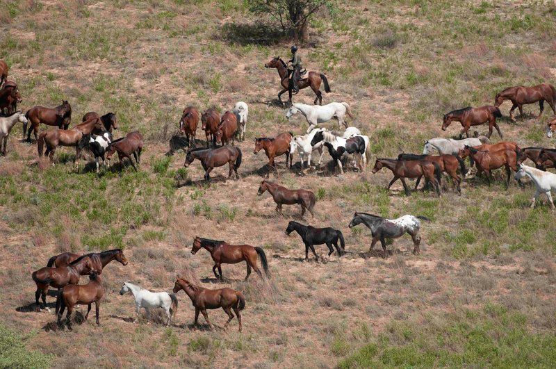 Horizon Horseback Vaalwater Limpopo Province South Africa Horse, Mammal, Animal, Herbivore, Gnu