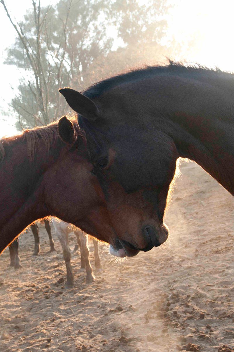 Horizon Horseback Vaalwater Limpopo Province South Africa Horse, Mammal, Animal, Herbivore