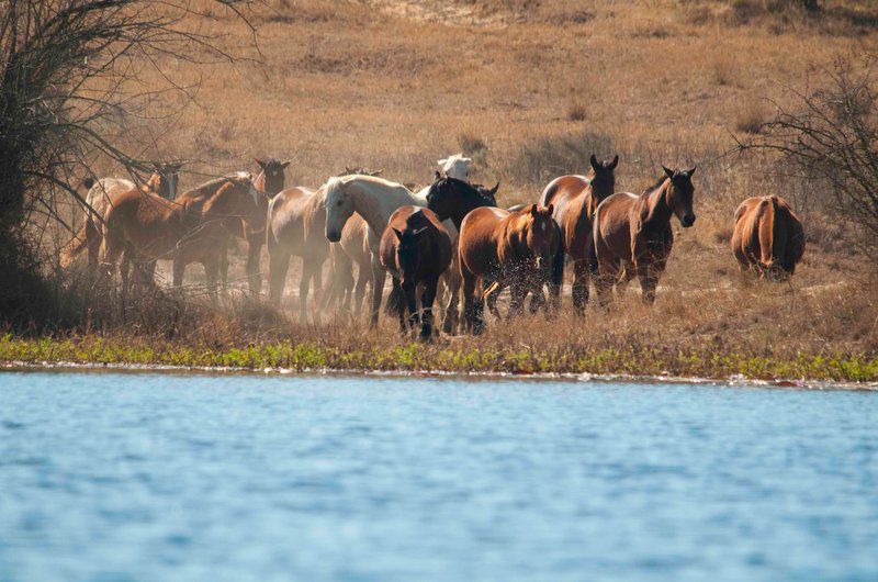 Horizon Horseback Vaalwater Limpopo Province South Africa Complementary Colors, Animal