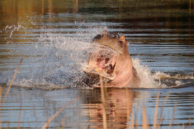 Horizon Horseback Vaalwater Limpopo Province South Africa Hippo, Mammal, Animal, Herbivore