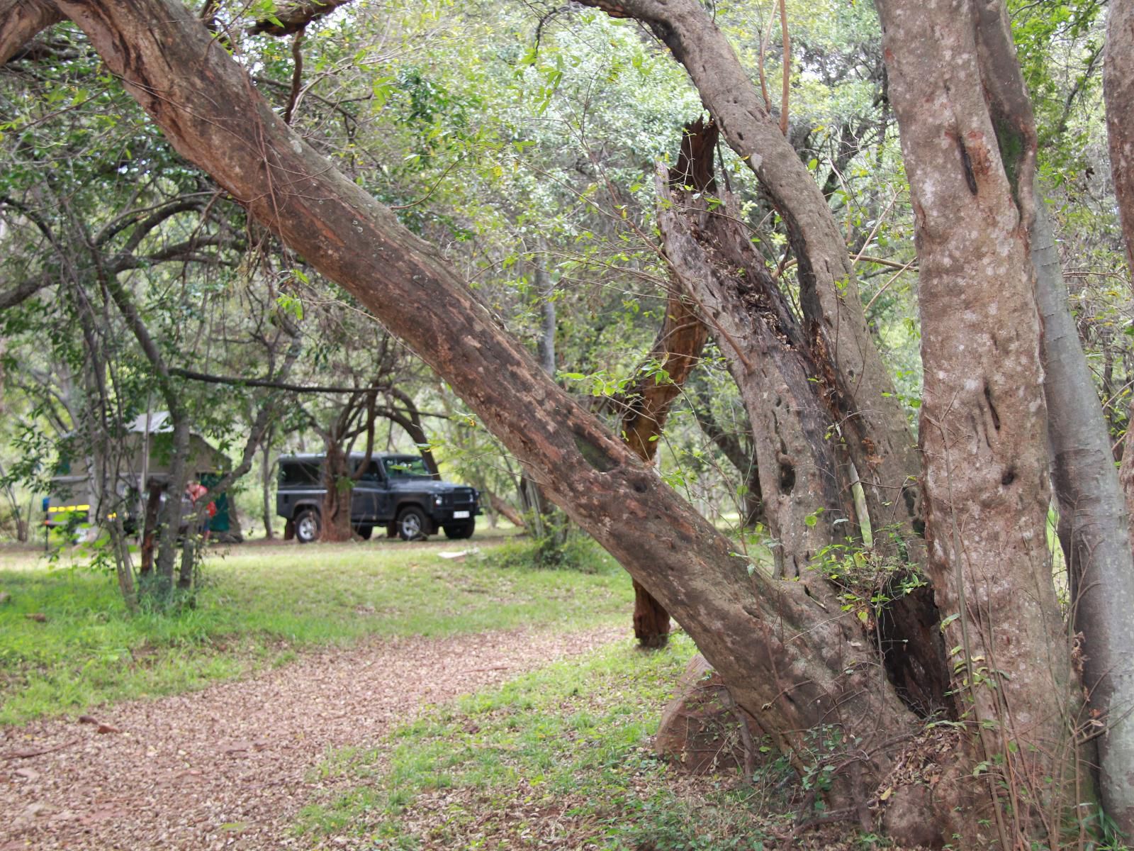 Hornbill Lodge Magaliesburg Gauteng South Africa Forest, Nature, Plant, Tree, Wood