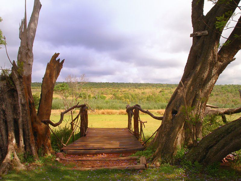 Colin S Horseback Africa Cullinan Gauteng South Africa Complementary Colors, Tree, Plant, Nature, Wood