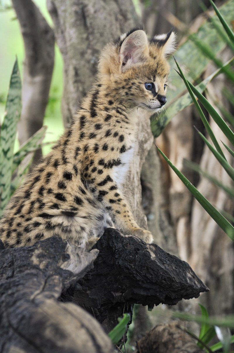 Colin S Horseback Africa Cullinan Gauteng South Africa Cheetah, Mammal, Animal, Big Cat, Predator