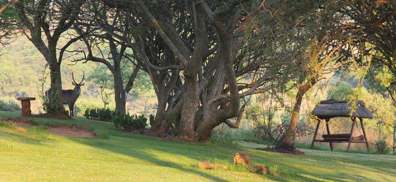 Colin S Horseback Africa Cullinan Gauteng South Africa Plant, Nature, Tree, Wood