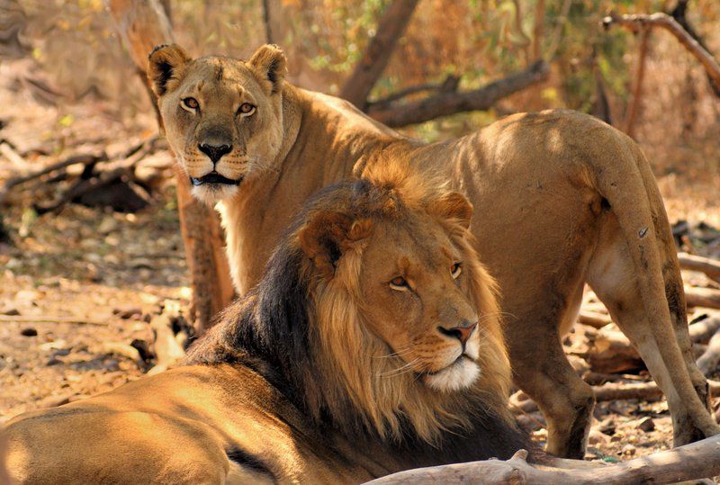 Colin S Horseback Africa Cullinan Gauteng South Africa Sepia Tones, Lion, Mammal, Animal, Big Cat, Predator