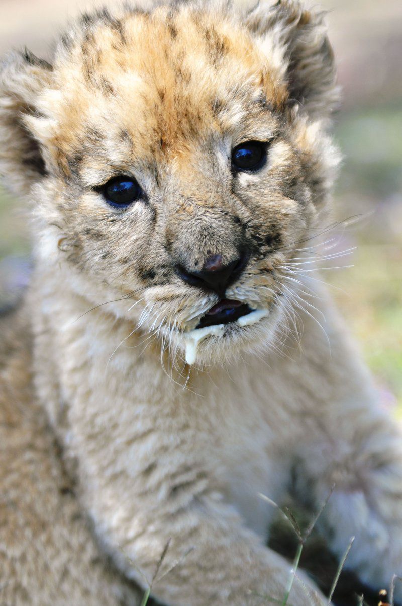 Colin S Horseback Africa Cullinan Gauteng South Africa Cheetah, Mammal, Animal, Big Cat, Predator