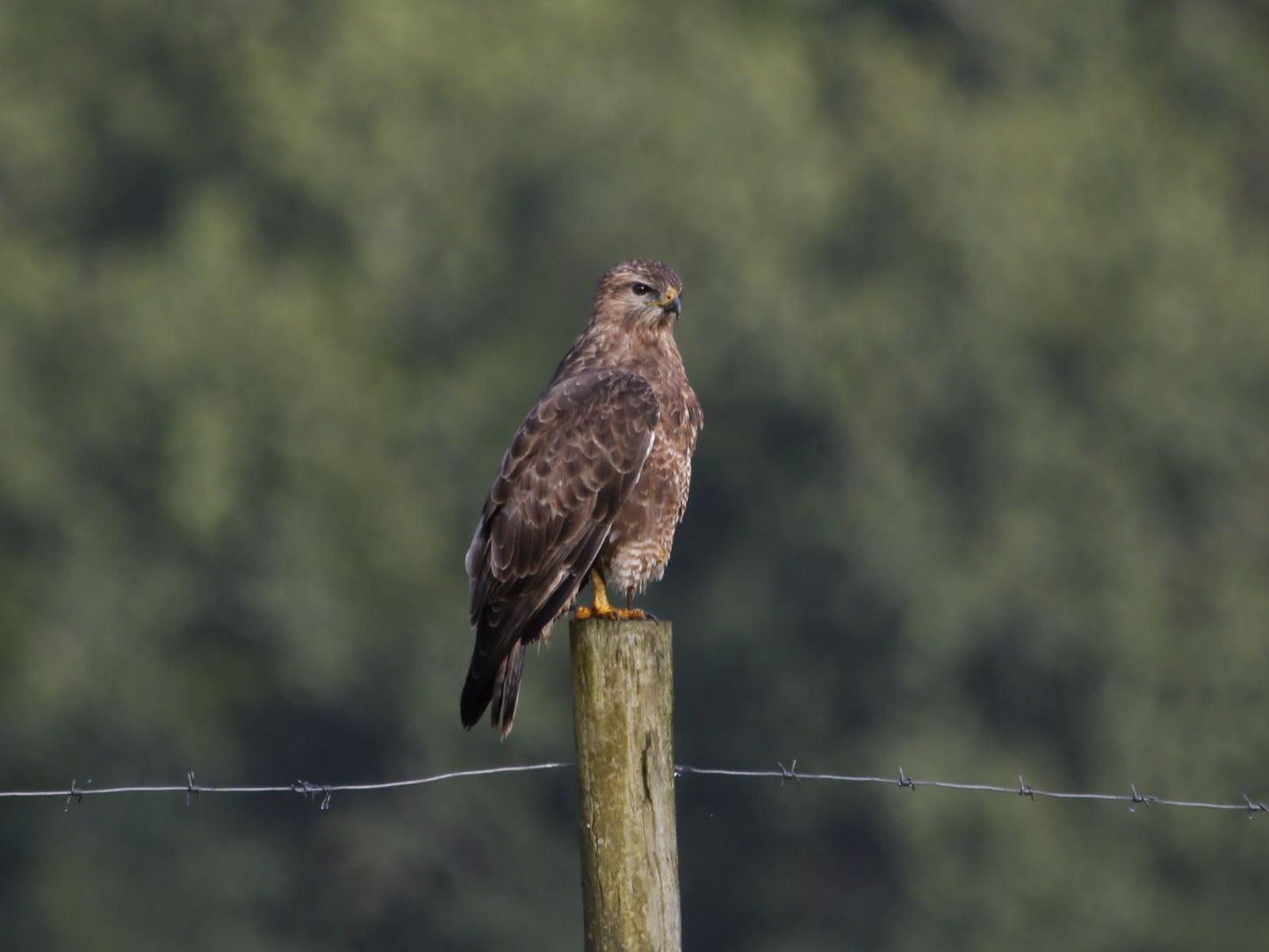 Horseshoe Game Reserve Macleantown Eastern Cape South Africa Unsaturated, Hawk, Bird, Animal, Predator