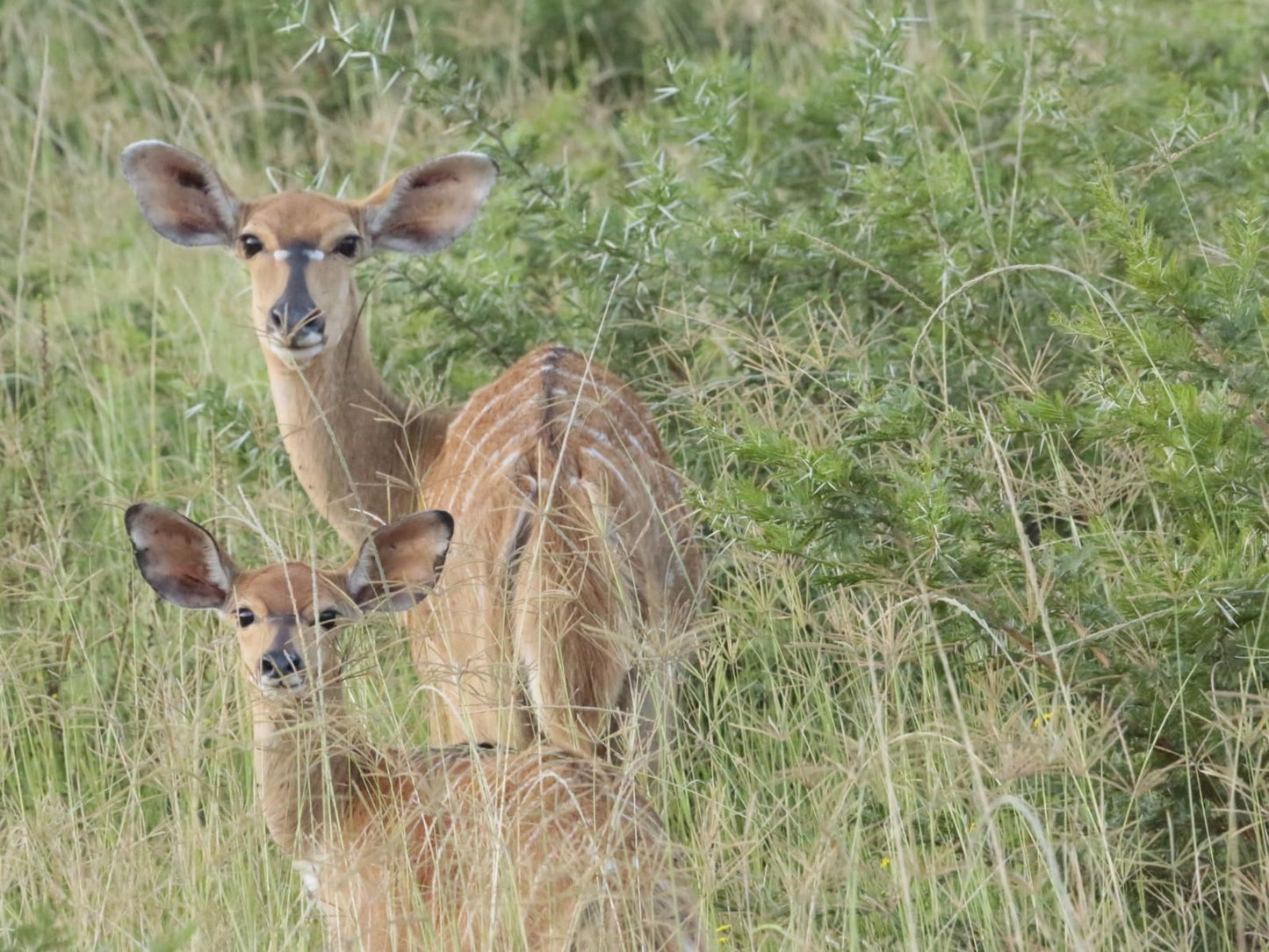 Horseshoe Game Reserve Macleantown Eastern Cape South Africa Animal