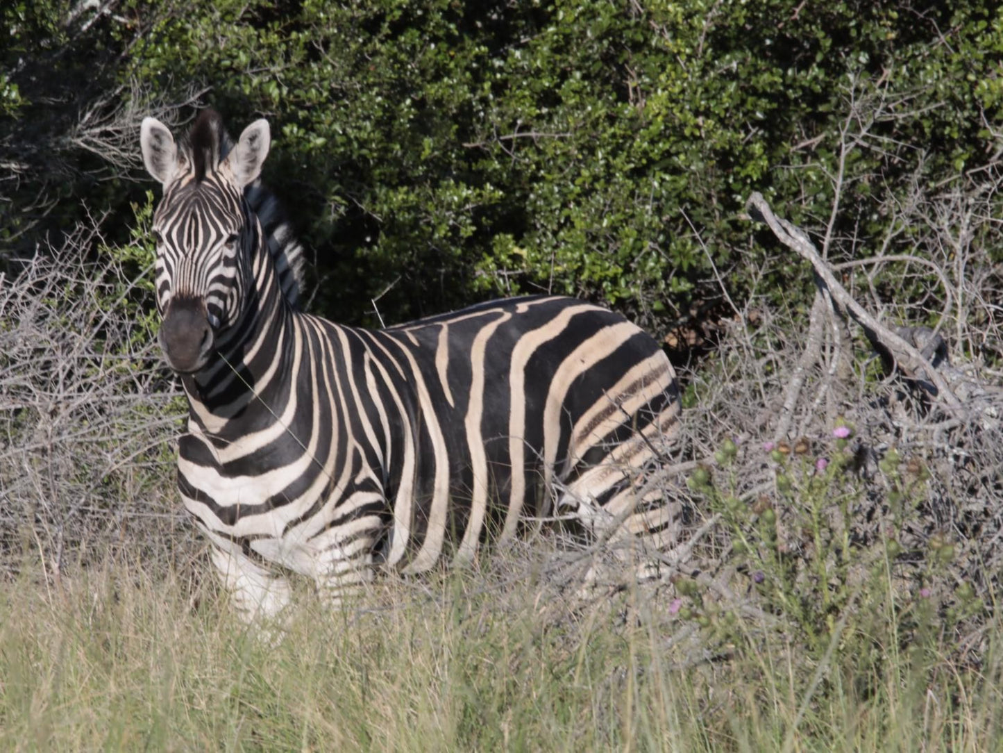 Horseshoe Game Reserve Macleantown Eastern Cape South Africa Zebra, Mammal, Animal, Herbivore