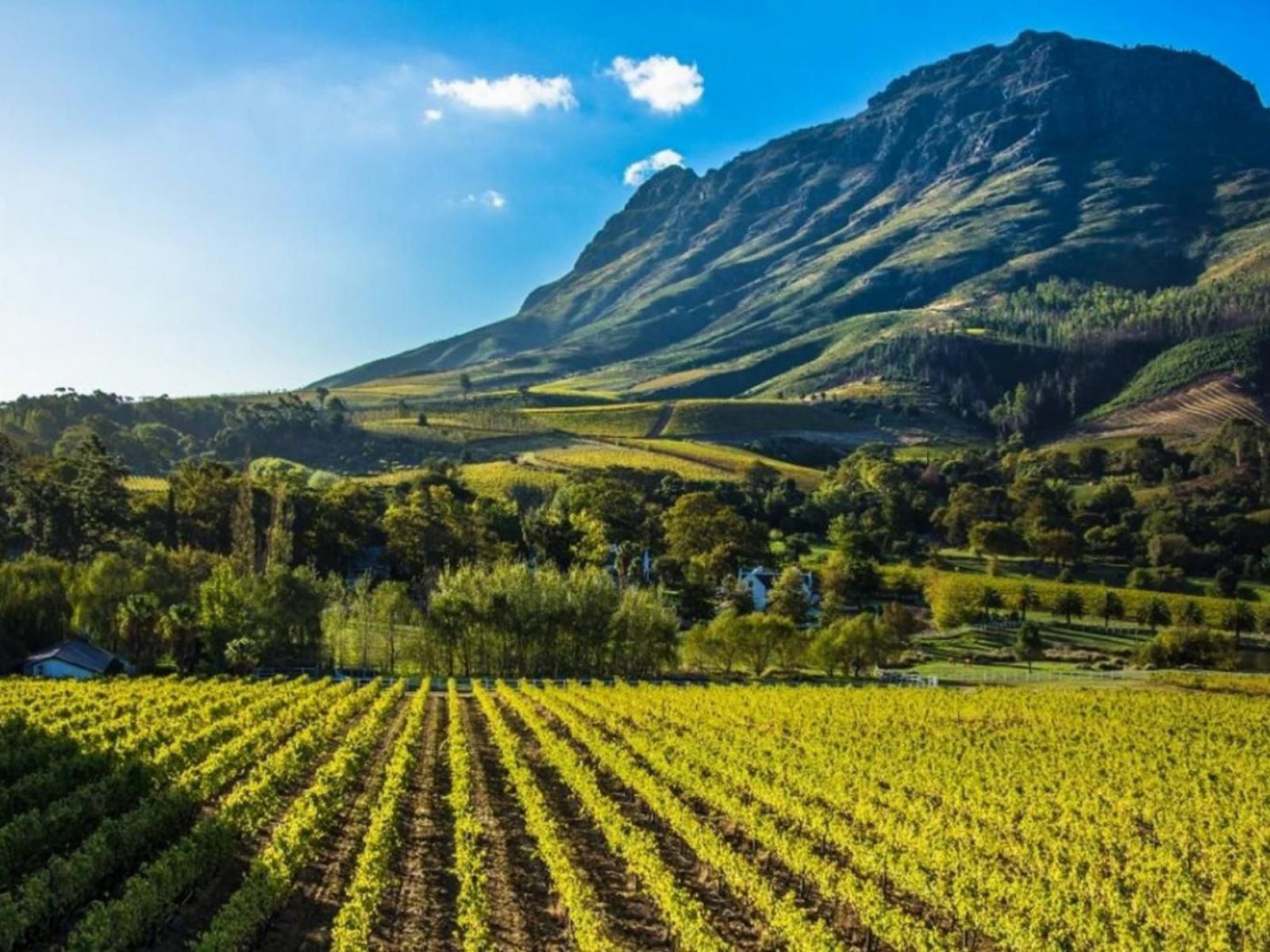 Hotel Krige Stellenbosch Central Stellenbosch Western Cape South Africa Complementary Colors, Field, Nature, Agriculture, Canola, Plant