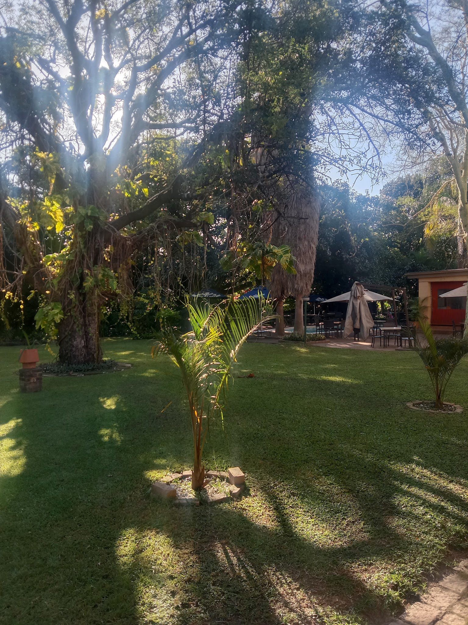 Hotel Numbi And Garden Suites Hazyview Mpumalanga South Africa Palm Tree, Plant, Nature, Wood, Tree, Garden