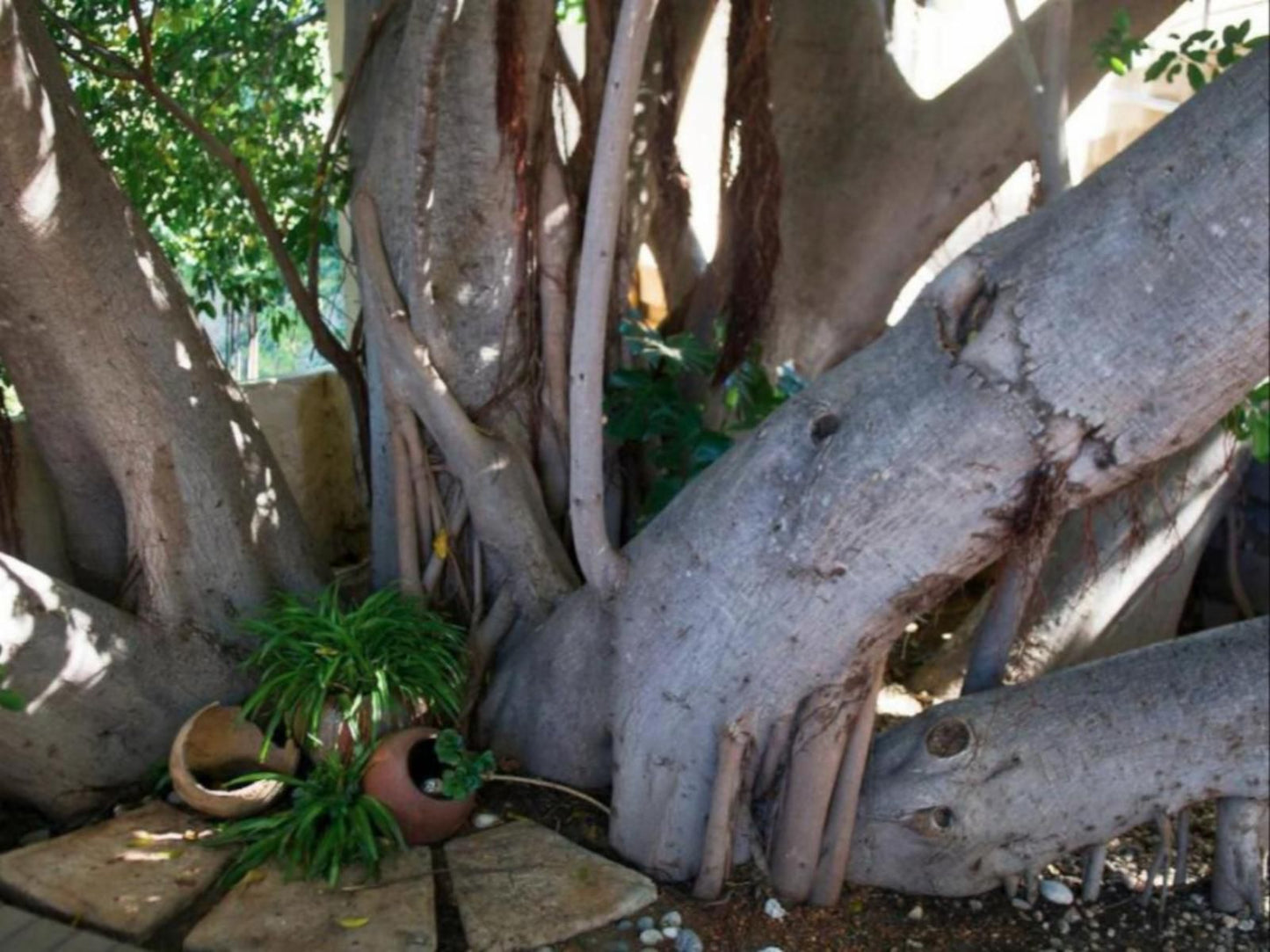 Hotel Pension Casa Africana, Plant, Nature, Reptile, Animal, Tree, Wood