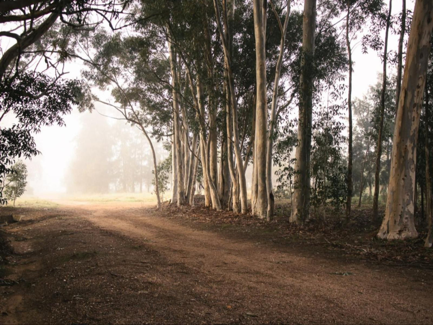 House 22 Tulbagh Western Cape South Africa Fog, Nature, Forest, Plant, Tree, Wood