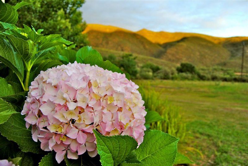 Assegai Rest Robertson Western Cape South Africa Blossom, Plant, Nature