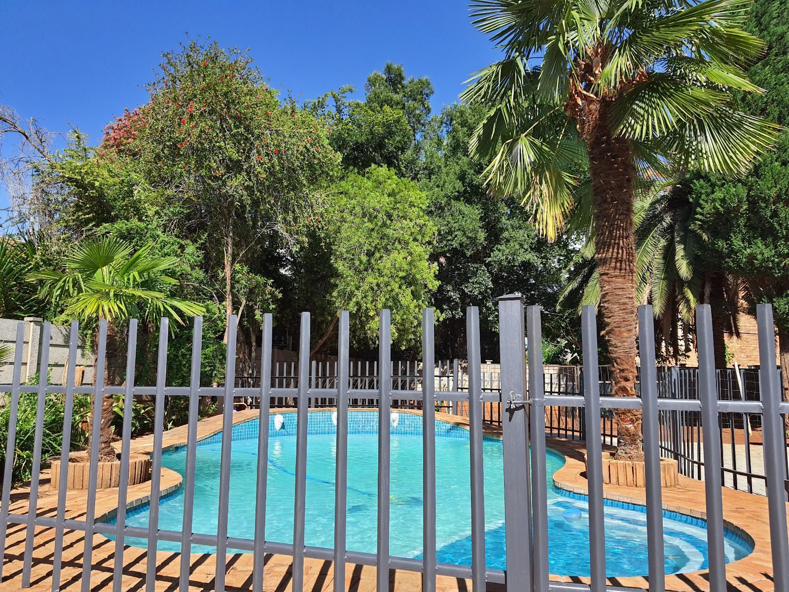 Housemartin Wilkoppies Klerksdorp North West Province South Africa Complementary Colors, Palm Tree, Plant, Nature, Wood, Swimming Pool