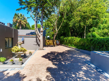 Hout Bay Gem, Palm Tree, Plant, Nature, Wood, Garden