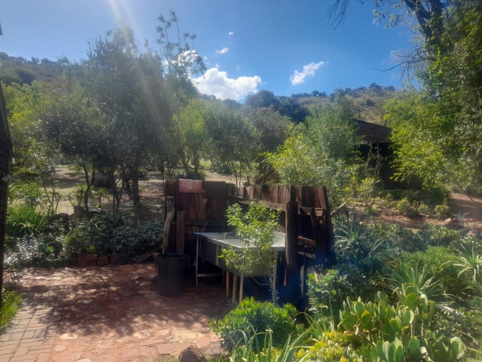 Houtbosdorp Broederstroom Hartbeespoort North West Province South Africa Complementary Colors, Palm Tree, Plant, Nature, Wood, Garden