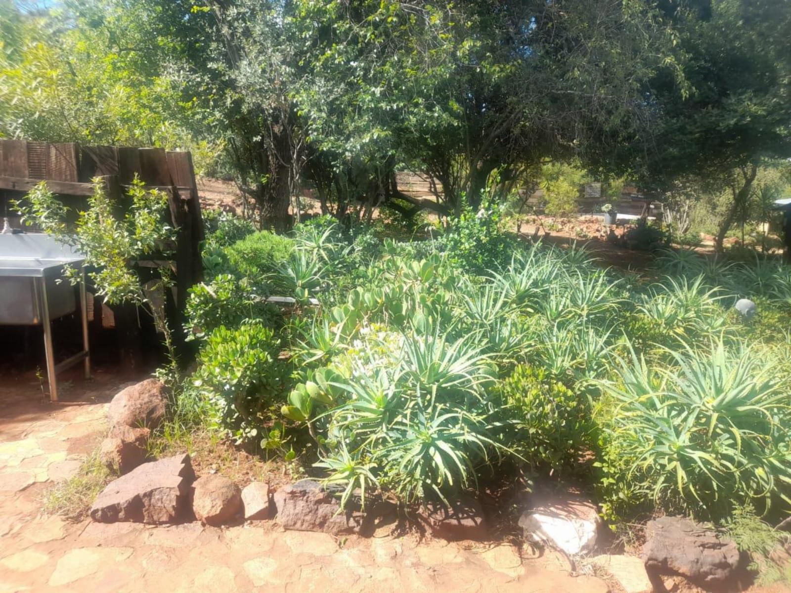 Houtbosdorp Broederstroom Hartbeespoort North West Province South Africa Palm Tree, Plant, Nature, Wood, Garden